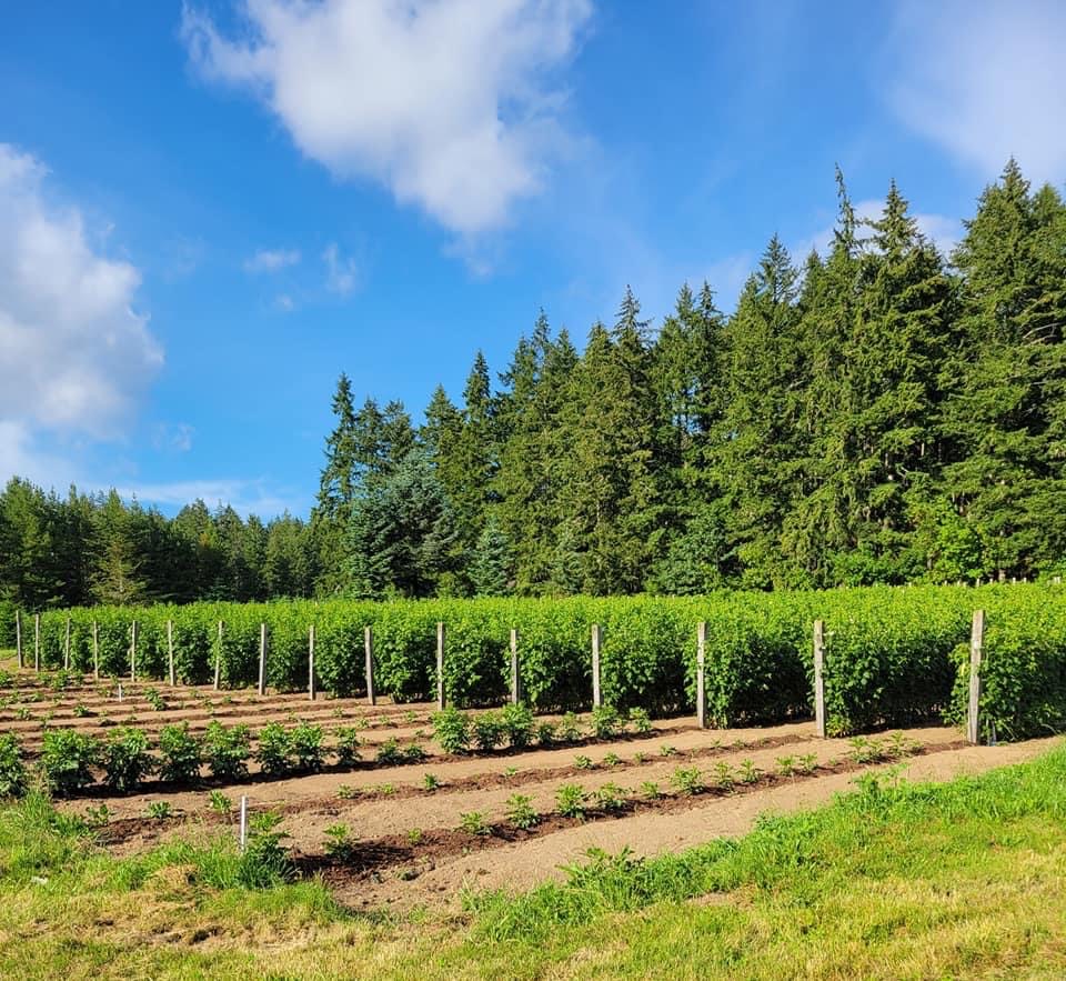 Bainbridge Island Farms photo
